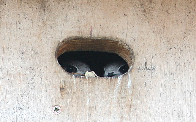 Mauerseglernestlinge
